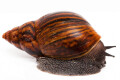 Achatina achatina achatina Ghana typ 2a adult import